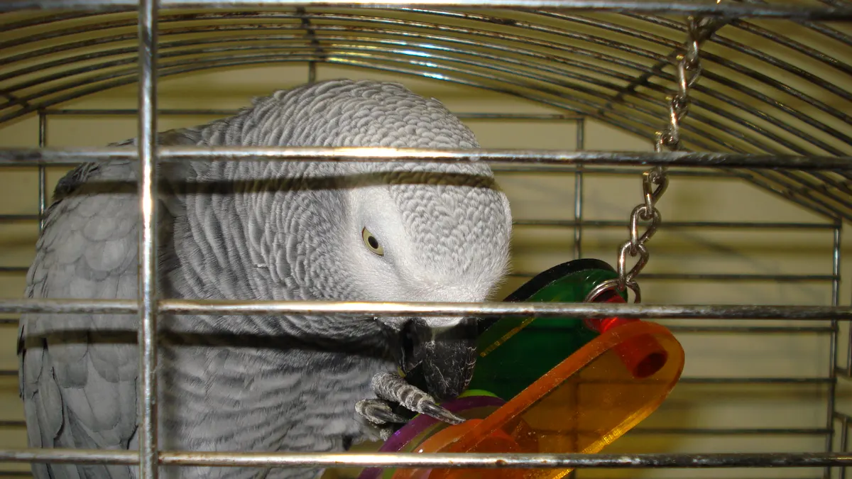 An African grey parrot in its cage chewing a hanging plastic toy