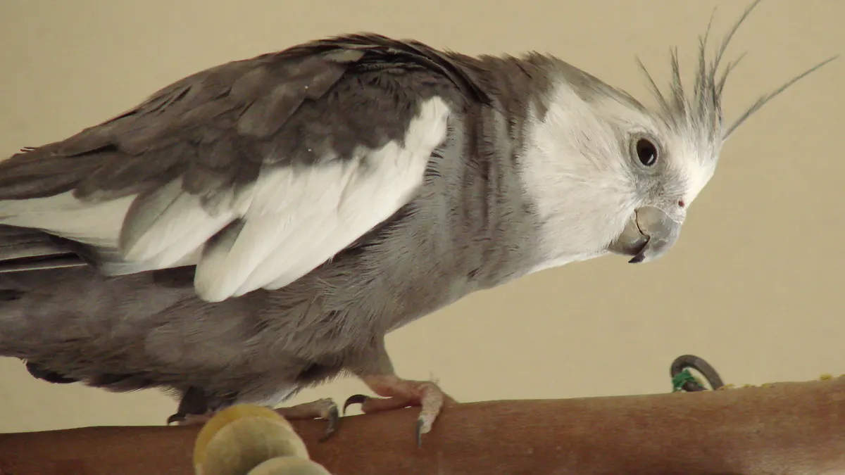 A grey pet cockatiel leaning forward on a natural wood perch